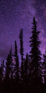 Nature,Trees,Stars,Spruce,Fir,Starry Sky