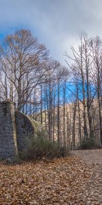 Noyaux,Forêt,Asile,Refuge,Nature,Arbres