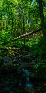 Forêt,Noyaux,Buissons,Arbres,Nature,Ruisseau