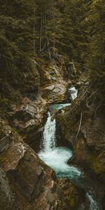 Arbres,Noyaux,Branches,Nature,Ruisseau,Couler,Cascade