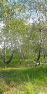 Nature,Trees,Summer,Birches,Forest,Rest,Kazakhstan,Forestry,Brigade,Greens,Relaxation