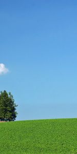 Domaine,Champ,Nuage,Nature,Arbres,Été