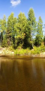 Árboles,Lago,Submarino,Registros,Trozas,Naturaleza,Verano,Soleado,Bajo El Agua