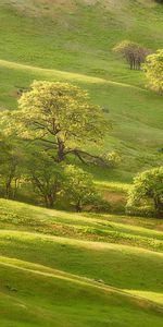 Nature,Trees,Summer,Meadow