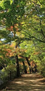 Nature,Trees,Summer,Park,Leaves