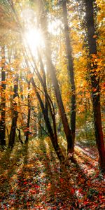 Nature,Trees,Sun,Beams,Rays,Forest