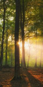 Nature,Trees,Sun,Beams,Rays,Forest,Branches