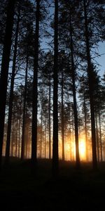 Nature,Trees,Sun,Beams,Rays,Forest,Dawn