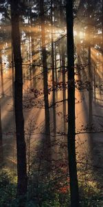 Naturaleza,Árboles,Hierba,Sol,Vigas,Rayos