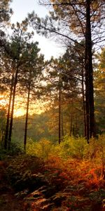 Rayons,Forêt,Sun,Buissons,Poutres,Nature,Arbres