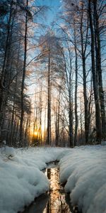 Nature,Trees,Sun,Creek,Brook,Snow