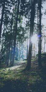 Nature,Trees,Sun,Glare,Forest,Sunlight