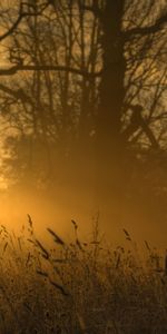 Nature,Trees,Sun,Outlines,Ears,Spikes,Shine,Light,Glow