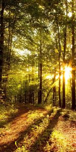 Nature,Trees,Sun,Shine,Rays,Forest,Shadows,Light,Beams,Morning