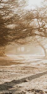 Naturaleza,Árboles,Brillante,Luz De Sol,Parque,Luz Del Sol,El Parque