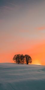 Nature,Trees,Sunset,Field,Snow,Winter