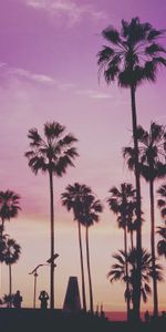 Nature,Trees,Sunset,Palms