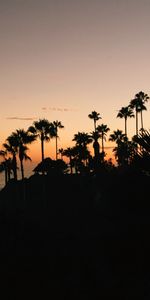 Nature,Trees,Sunset,Silhouette,Palms,Tropical