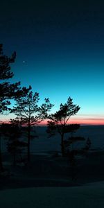 Arbres,Sky,Nature,Coucher De Soleil