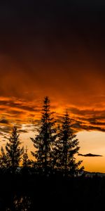 Nature,Trees,Sunset,Sky