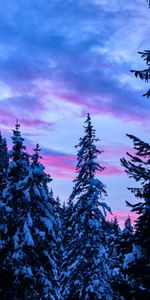 Nature,Trees,Sunset,Sky,Forest,Snow Covered,Snowbound