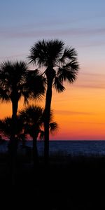 Naturaleza,Puesta Del Sol,Horizonte,Sucursales,Ramas,Árboles,Cielo,Palms,Oscuro