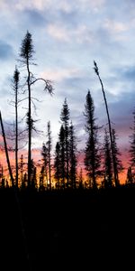 Épicéa,Sapin,Nature,Silhouette,Sky,Arbres,Coucher De Soleil