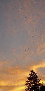 Nature,Trees,Sunset,Sky,Spruce,Fir,Birds