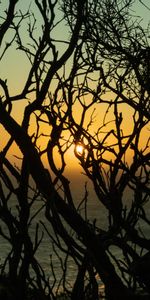 Nature,Trees,Sunset,Sun,Branches,Dusk,Twilight