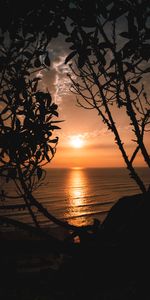 Nature,Trees,Sunset,Sun,Horizon,Branches