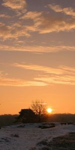 Nature,Arbres,Domaine,Horizon,Champ,Coucher De Soleil,Sun