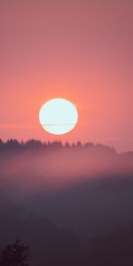 Nature,Épicéa,Sapin,Sun,Arbres,Coucher De Soleil,Rose