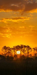 Arbres,Sun,Nature,Coucher De Soleil,Silhouette