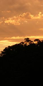 Nature,Trees,Sunset,Twilight,Clouds,Dusk