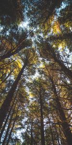 Nature,Trees,Top,Branches,Tops,Bottom View,Foliage