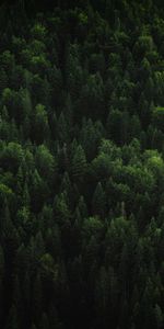 Nature,Trees,Top,Coniferous,Tops,Forest