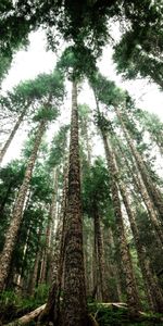 Nature,Trees,Top,Crown,Crowns,Forest,Trunks,Tops