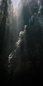 Nature,Trees,Top,Forest,Sunlight,Sun Rays,Tops,Fog