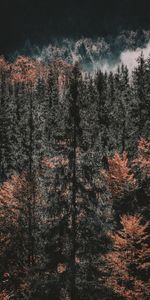 Nature,Trees,Top,Forest,Tops,Autumn