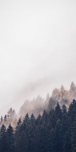 Nature,Trees,Top,Haze,Forest,Fog,Tops