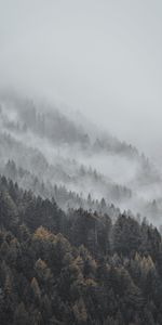 Retour Au Début,Hauts,Arbres,Brouillard,Forêt,Nature,Paysage