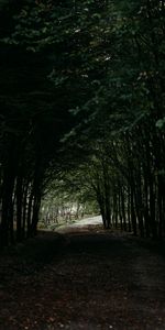 Tunnel,Nature,Forêt,Pister,Arbres,Piste,Sombre