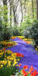 Naturaleza,Flores,Árboles,Lila,Narcisos,Tulipanes,Morado