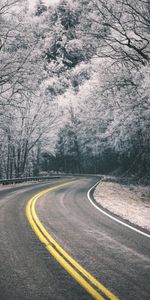 Nature,Trees,Turn,Hoarfrost,Frost,Road