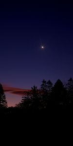 Nature,Trees,Twilight,Dusk,Silhouette,Star