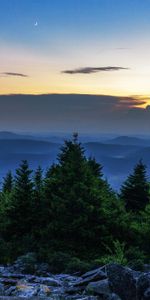 Nature,Trees,Twilight,Spruce,Fir,Dusk,Stones,Moon