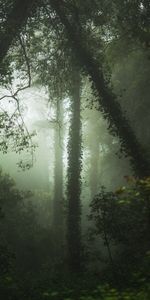 Árboles,Bosque,Vegetación,Naturaleza,Niebla