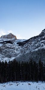 Nature,Trees,Vertex,Forest,Snow Covered,Snowbound,Tops