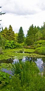 Nature,Trees,Water Lilies,Mainly Cloudy,Overcast,Pond,Trunks,Bench