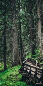 Nature,Trees,Wood,Branches,Bridge,Wooden,Forest